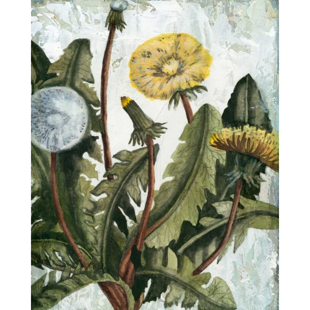 Dandelion Patina I Poster Print - Naomi McCavitt-VARPDX147851Z Image 1