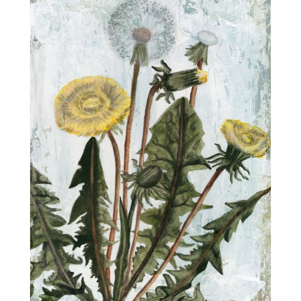 Dandelion Patina II Poster Print - Naomi McCavitt-VARPDX147852Z Image 1