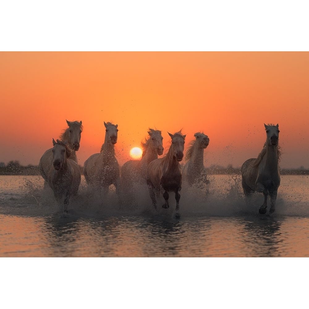 Sunset In Camargue Poster Print - Rostovskiy Anton-VARPDX1478525 Image 1