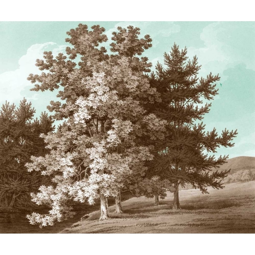 Serene Trees I Poster Print - Edward Kennion-VARPDX147857Z Image 1