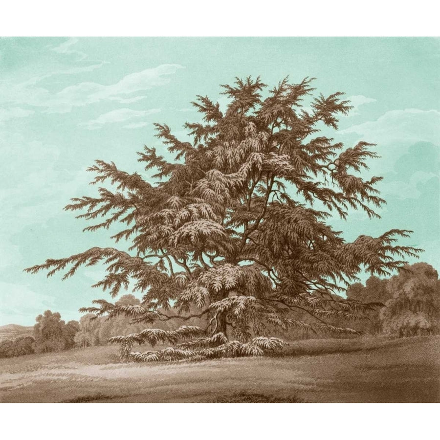 Serene Trees VI Poster Print - Edward Kennion-VARPDX147862Z Image 1