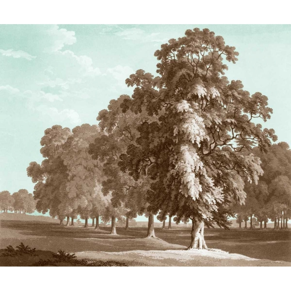 Serene Trees II Poster Print - Edward Kennion-VARPDX147858Z Image 1