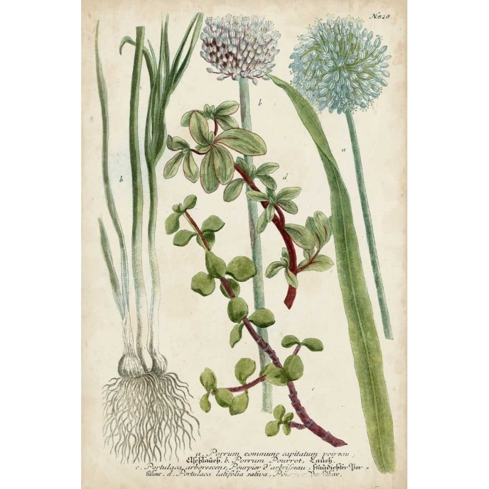 Allium Poster Print - Weinmann-VARPDX147870Z Image 1