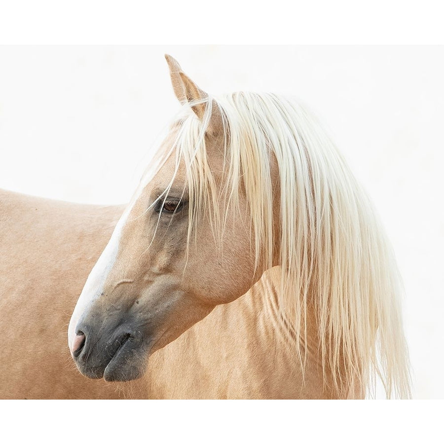 Gazing Palomino Poster Print - Carol Walker-VARPDX14797GB Image 1