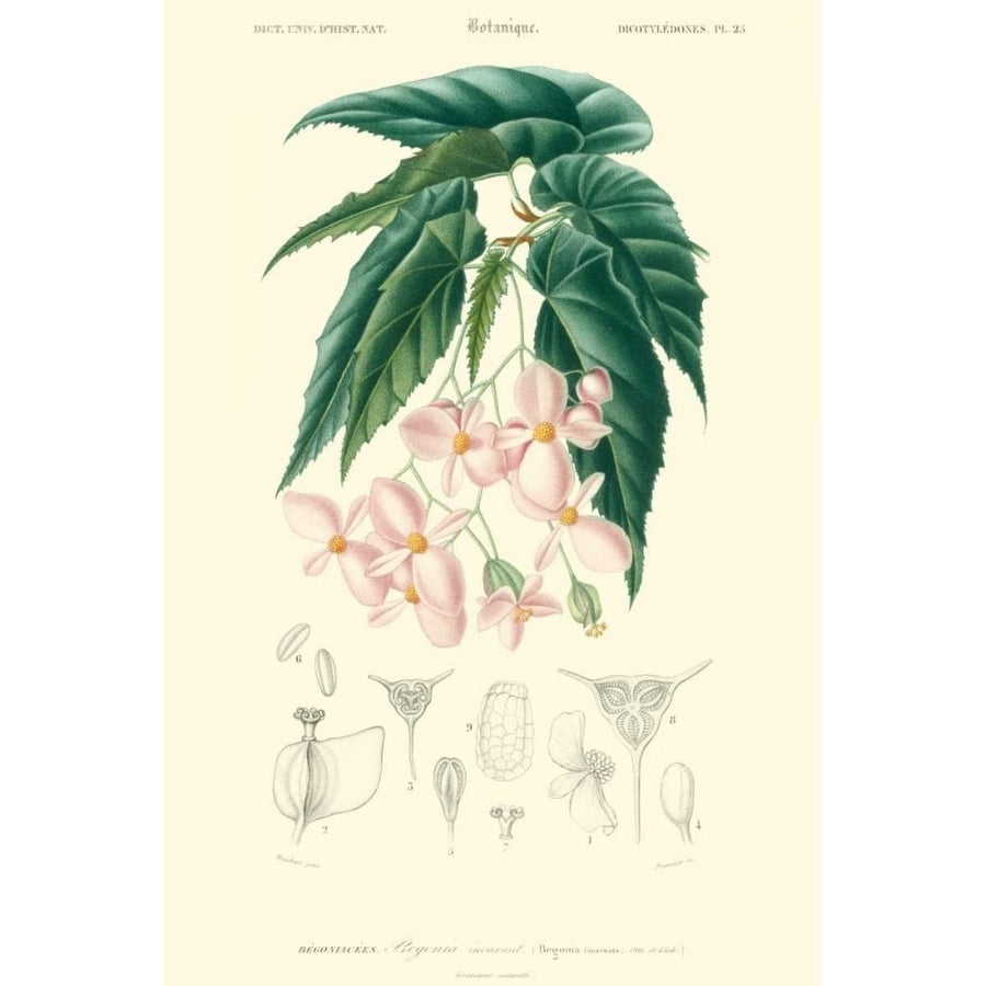 Embellished Floral Botanique III Poster Print - N.Charles DOrbigny-VARPDX14865Z Image 1