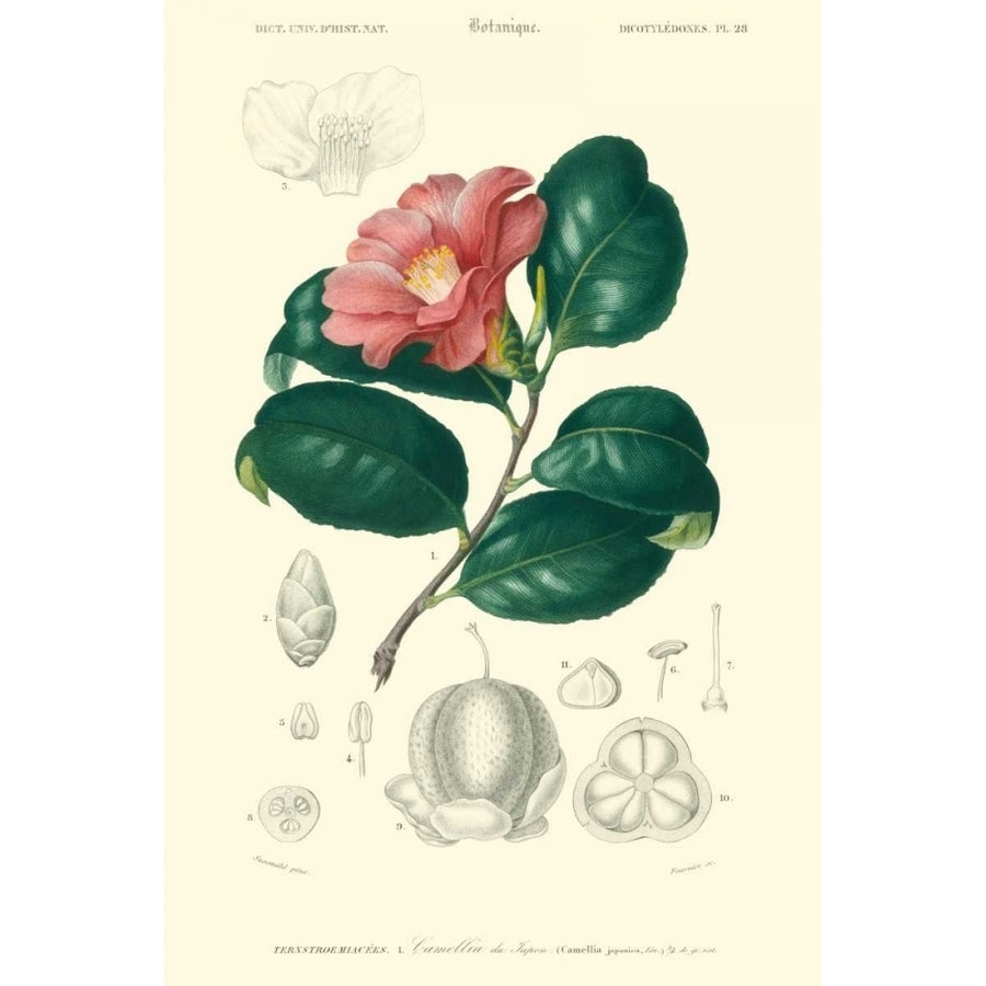 Embellished Floral Botanique II Poster Print - N.Charles DOrbigny-VARPDX14864Z Image 1