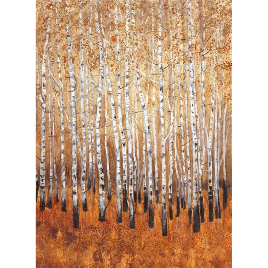 Sienna Birches I Poster Print - Tim OToole-VARPDX148699GG Image 1