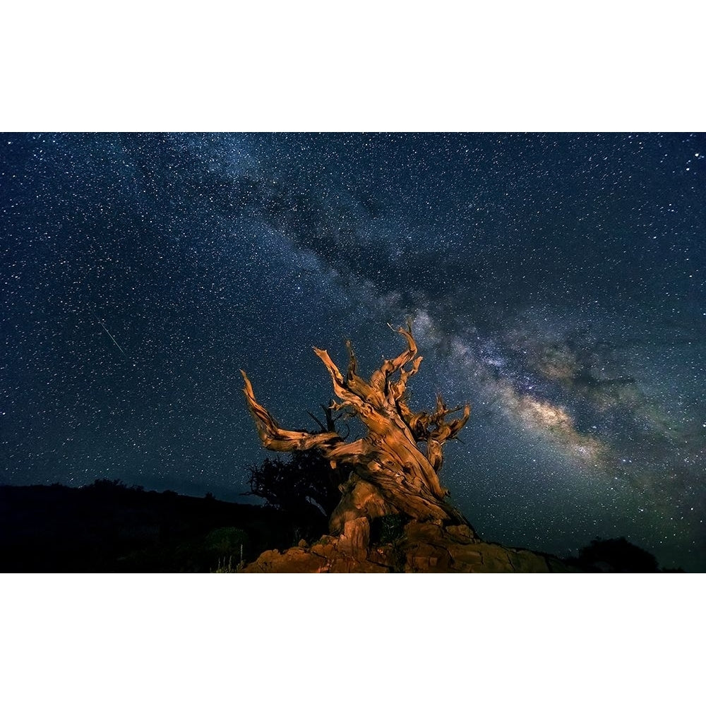 The Galaxy And Ancient Bristlecone Pine Poster Print - Hua-VARPDX1487581 Image 1