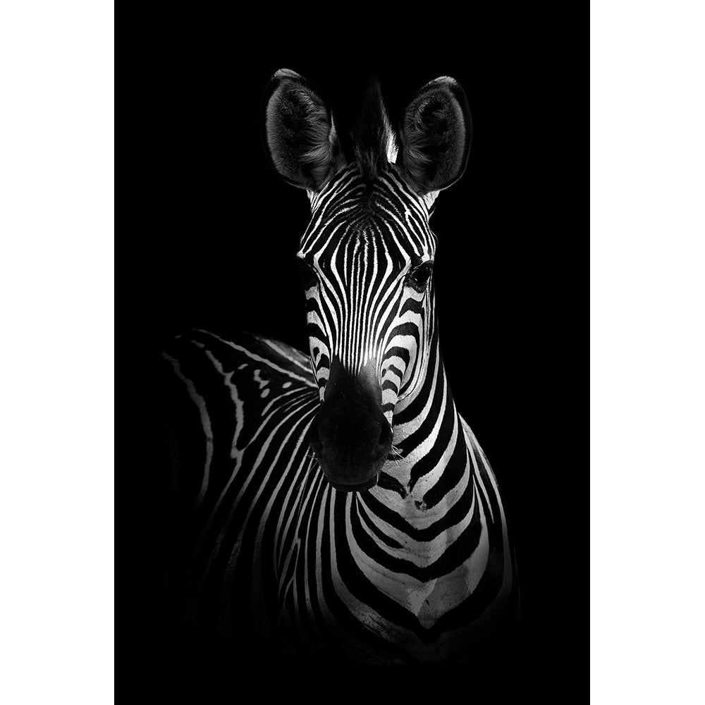 The Zebra Poster Print - WildPhotoArt-VARPDX1487549 Image 1