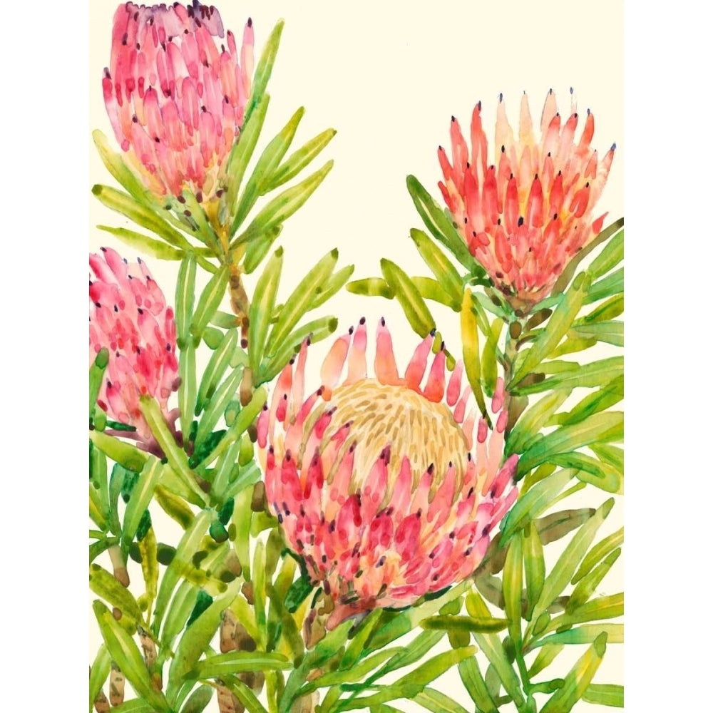 Watercolor Tropical Flowers II Poster Print - Tim OToole-VARPDX148785Z Image 1