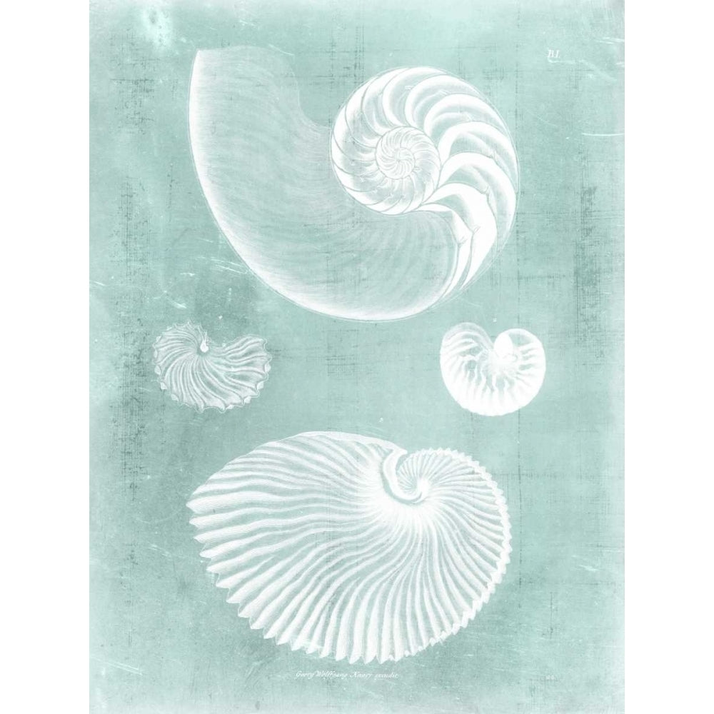 Nautilus on Spa II Poster Print - Studio Vision-VARPDX148802Z Image 1