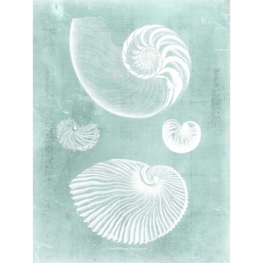 Nautilus on Spa II Poster Print - Studio Vision-VARPDX148802Z Image 1