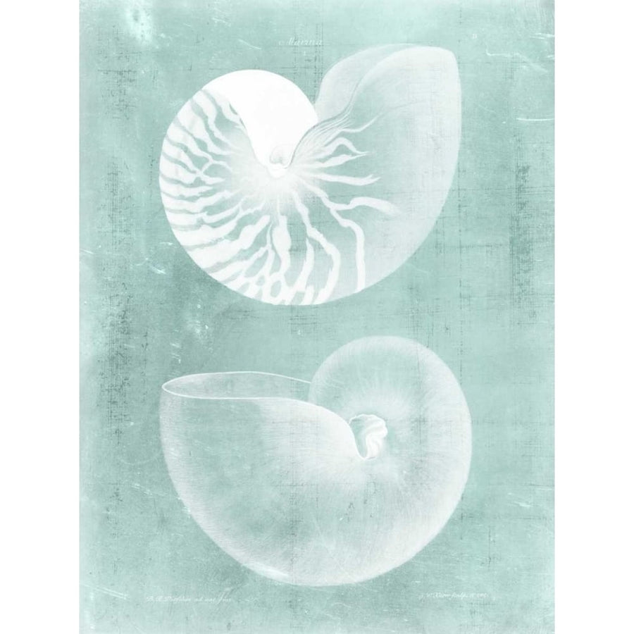 Nautilus on Spa I Poster Print - Studio Vision-VARPDX148801Z Image 1