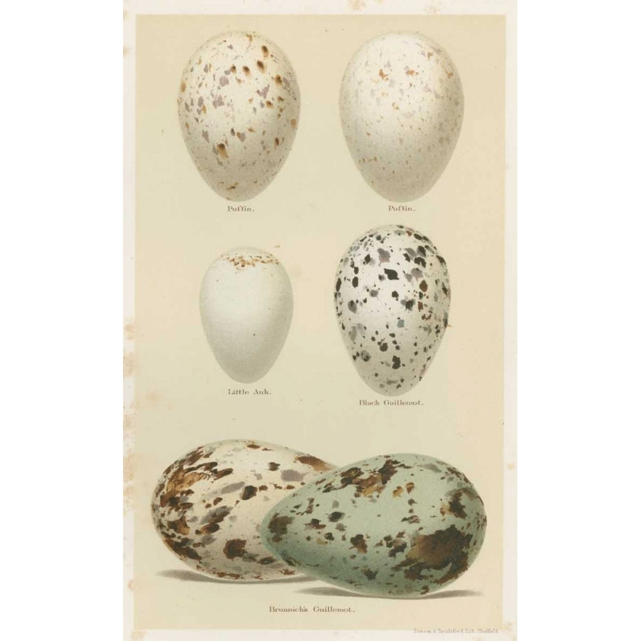 Antique Bird Egg Study II Poster Print - Henry Seehohm-VARPDX148837Z Image 1