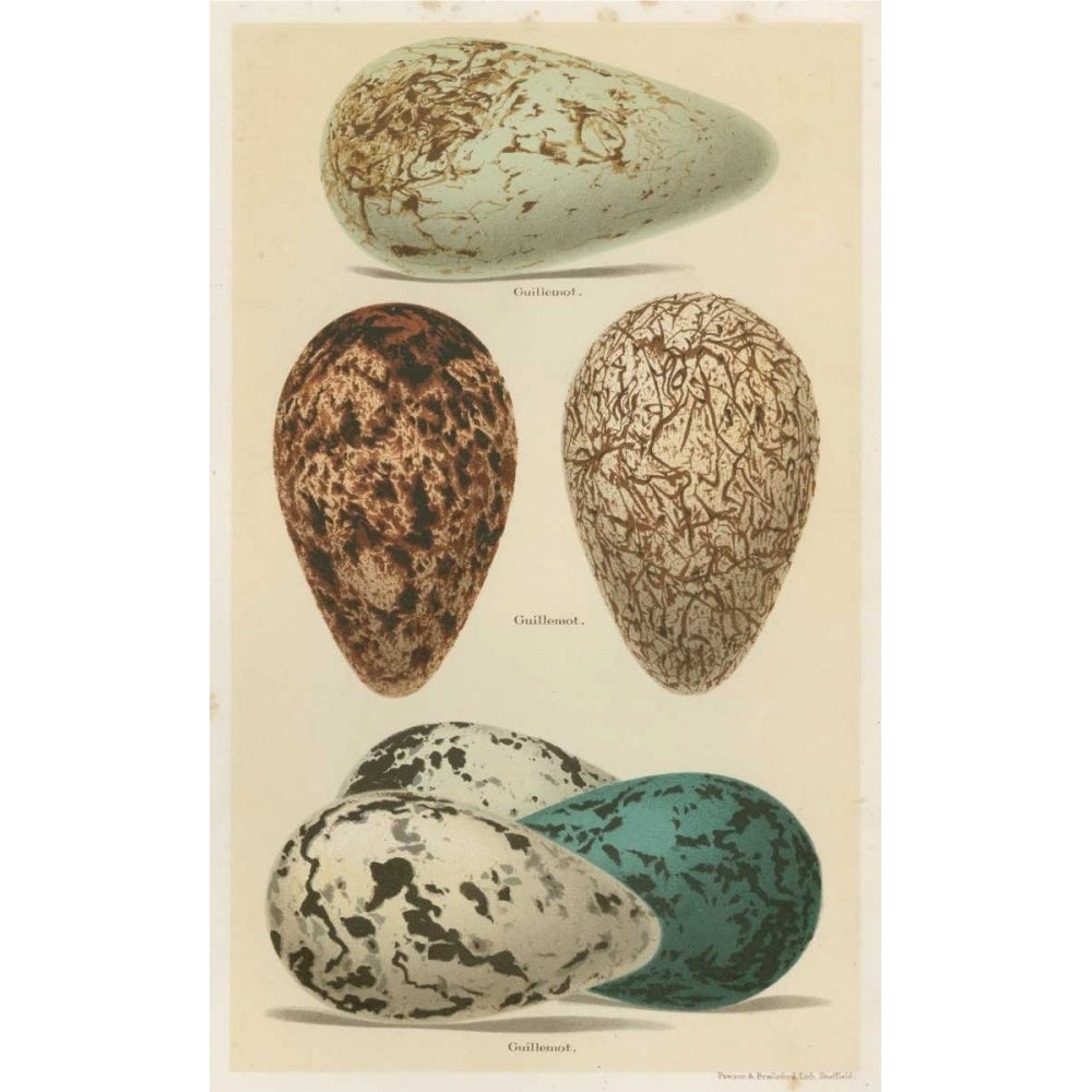 Antique Bird Egg Study I Poster Print - Henry Seehohm-VARPDX148836Z Image 1