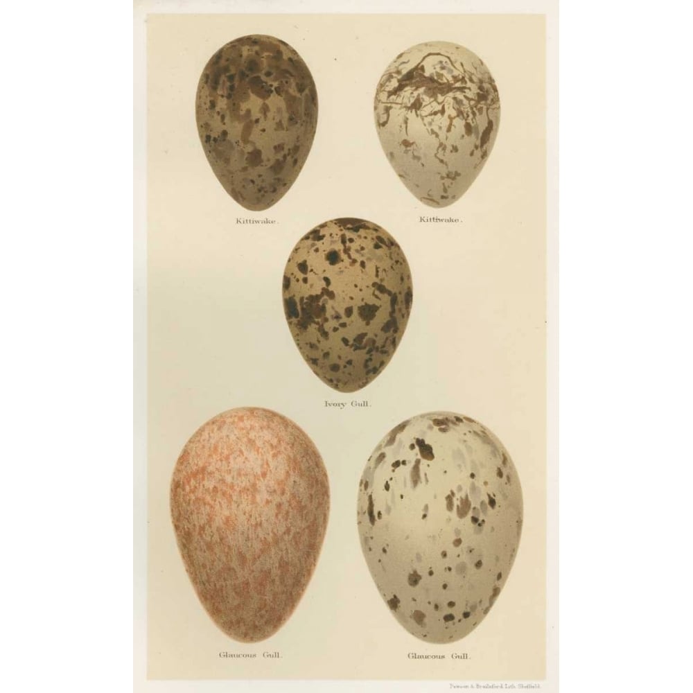 Antique Bird Egg Study IV Poster Print - Henry Seehohm-VARPDX148839Z Image 1