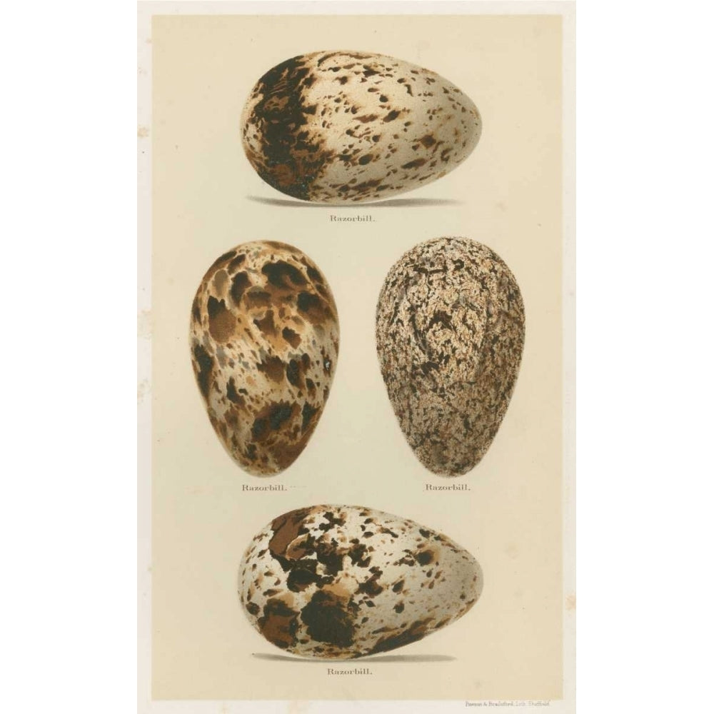 Antique Bird Egg Study VI Poster Print - Henry Seehohm-VARPDX148841Z Image 1