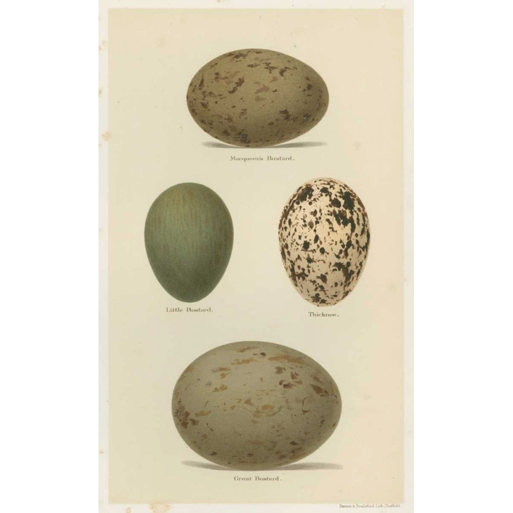 Antique Bird Egg Study V Poster Print - Henry Seehohm-VARPDX148840Z Image 1