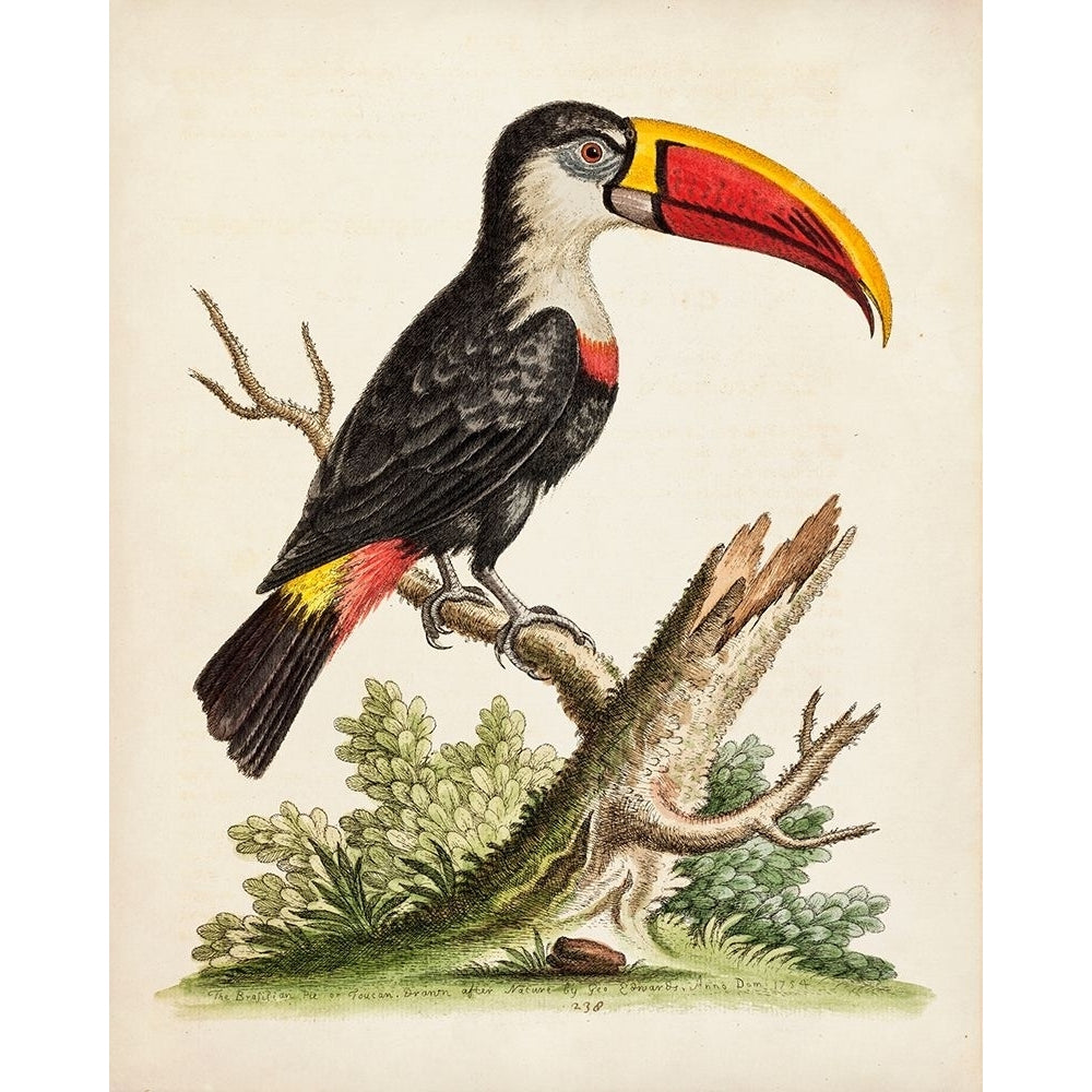 Edwards Toucan Poster Print - Edwards George-VARPDX14889Z Image 1