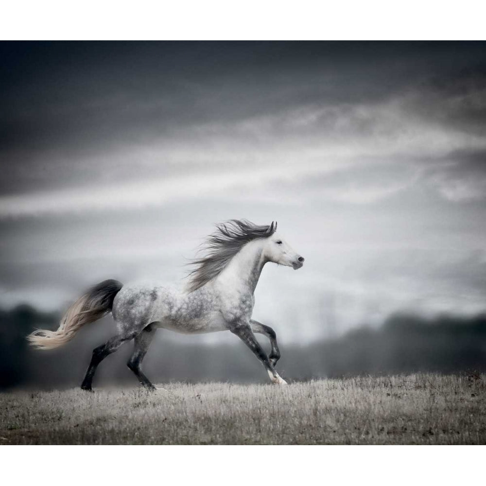 Wind Blown Mane II Poster Print - PHBurchett-VARPDX148968GG Image 1