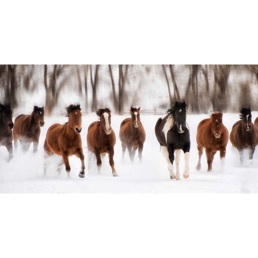 Snow Run I Poster Print - PHBurchett-VARPDX148974GG Image 1