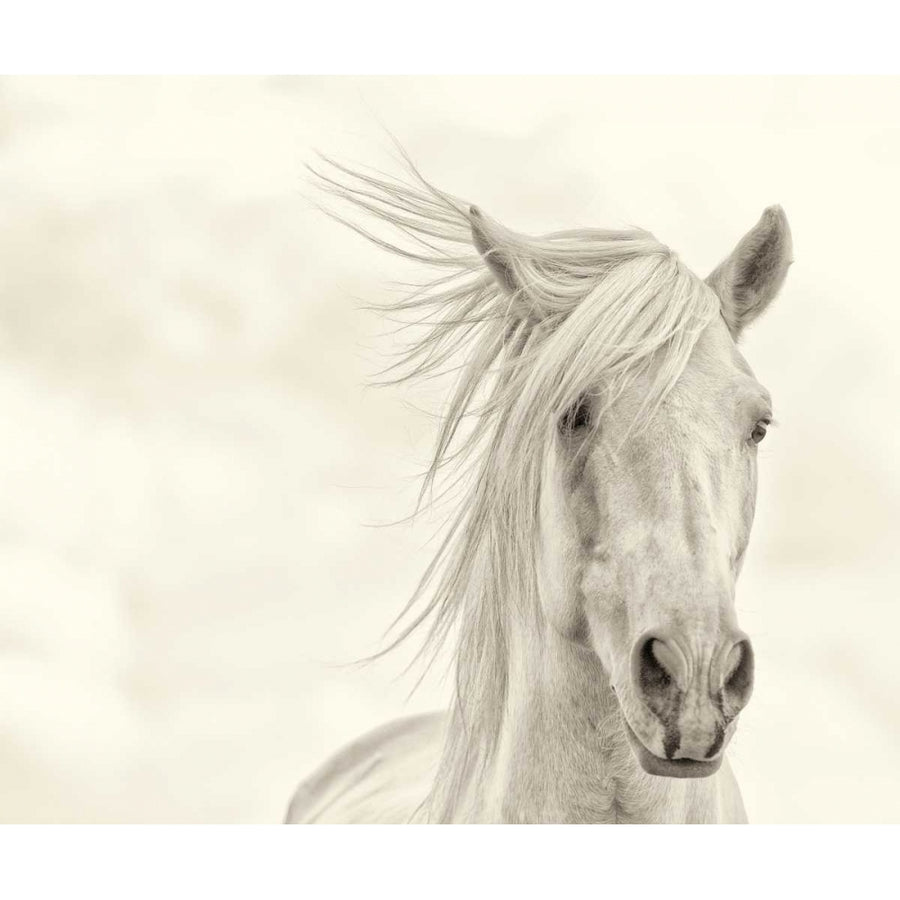 Wind Blown Mane I Poster Print - PHBurchett-VARPDX148967GG Image 1