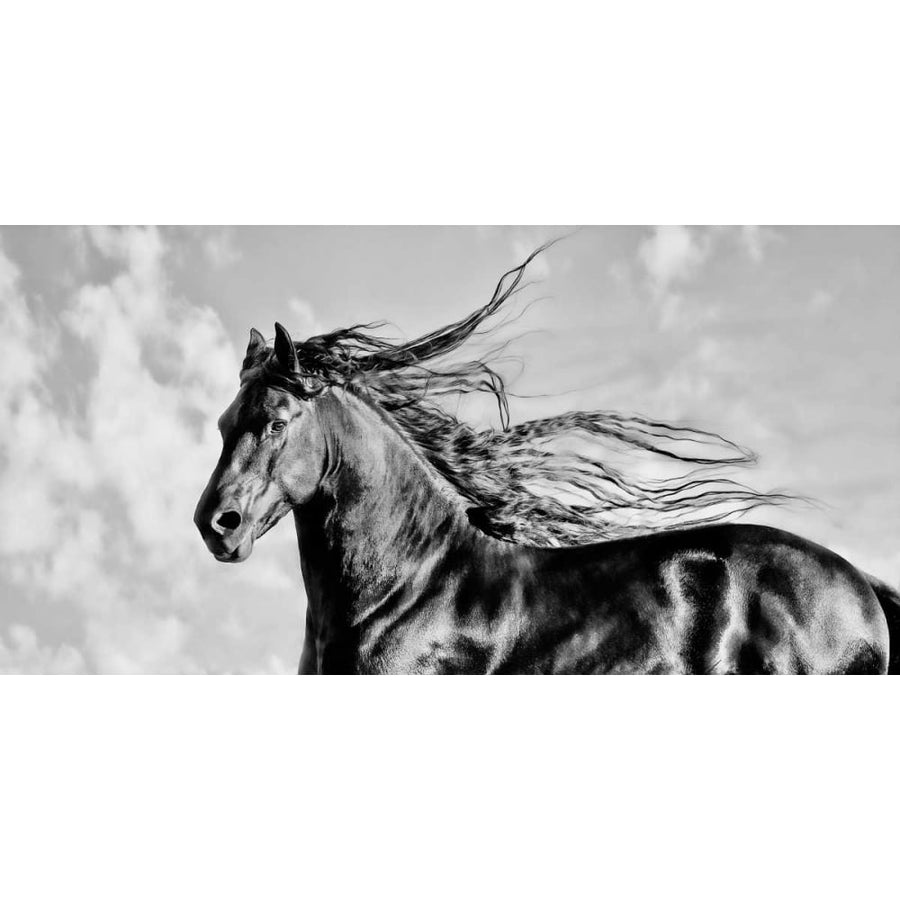 Wind Blown Mane IV Poster Print - PHBurchett-VARPDX148970GG Image 1