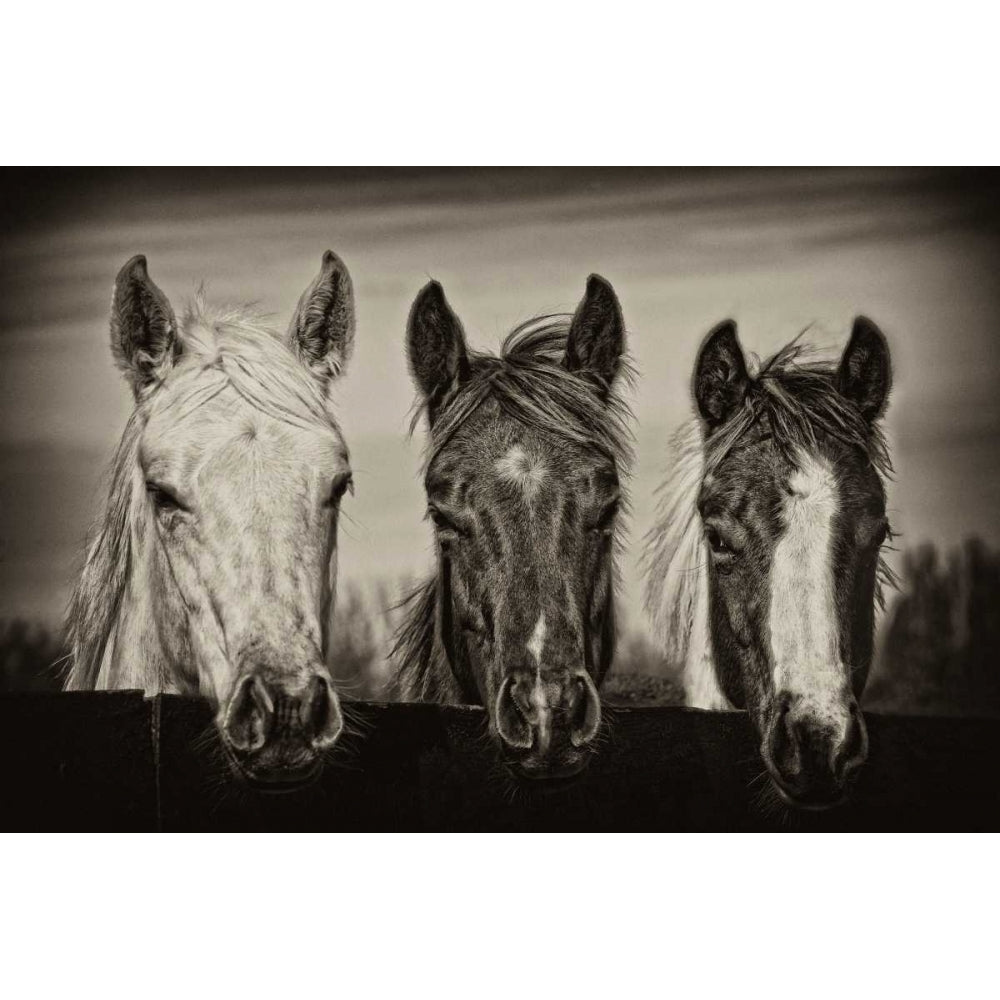 Three Amigos I Poster Print - PHBurchett-VARPDX148972GG Image 1