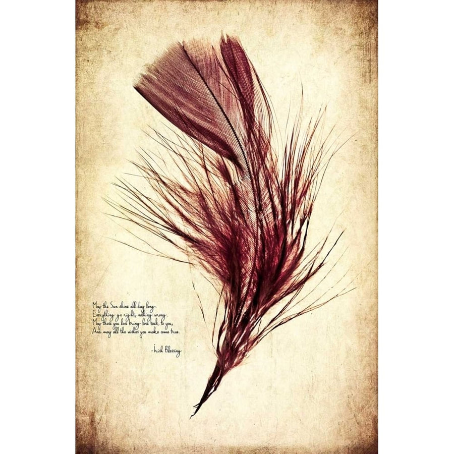 Feather in Color III Poster Print - Honey Malek-VARPDX149017Z Image 1