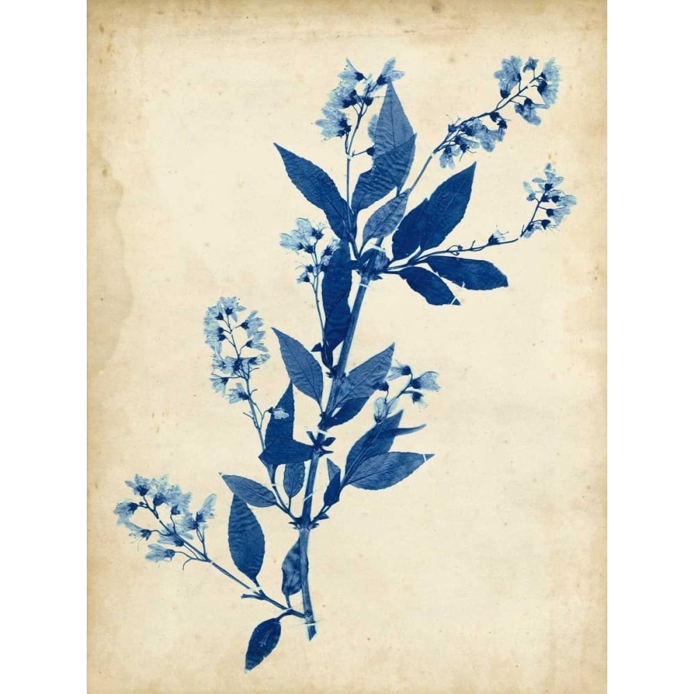 Indigo Leaf Study I Poster Print - Studio Vision-VARPDX149093Z Image 1