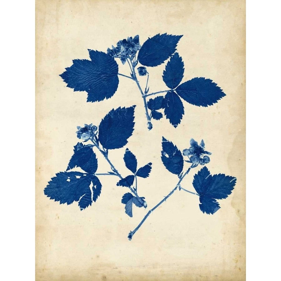 Indigo Leaf Study VI Poster Print - Studio Vision-VARPDX149098Z Image 1