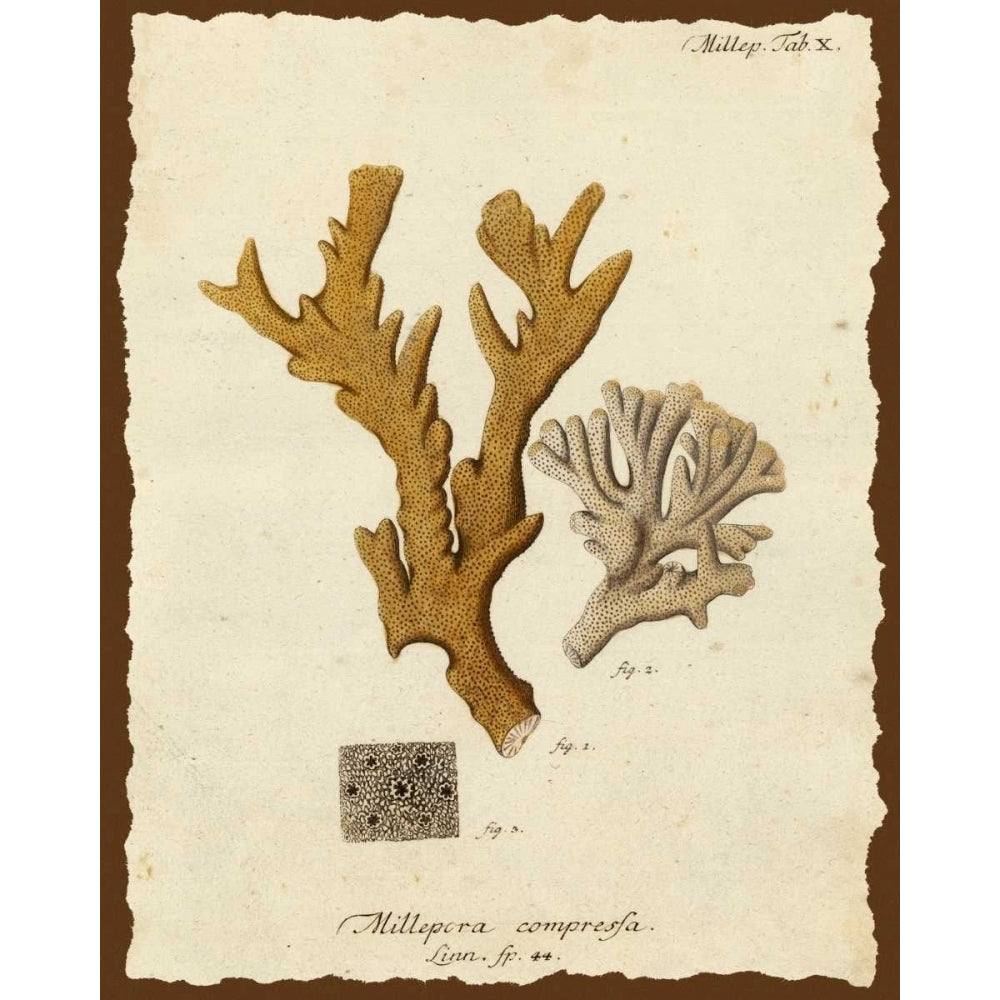 Natura Coral I Poster Print - Johann Esper-VARPDX149106Z Image 1