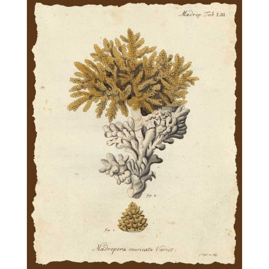 Natura Coral III Poster Print - Johann Esper-VARPDX149108Z Image 1