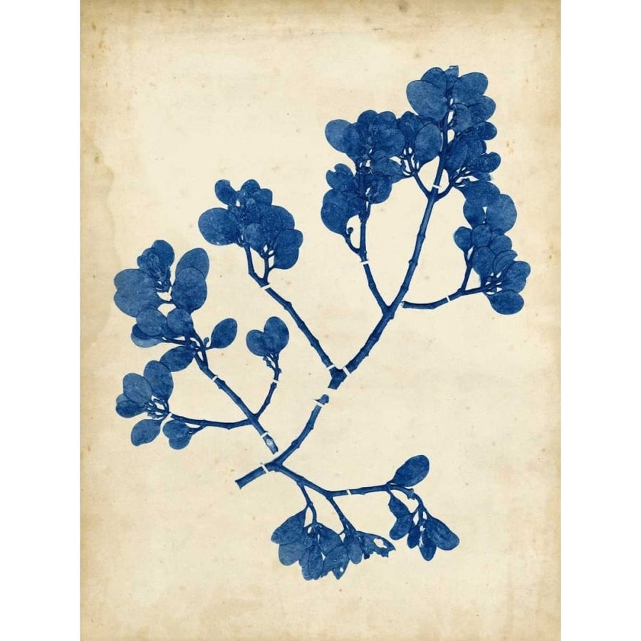 Indigo Leaf Study III Poster Print - Studio Vision-VARPDX149095Z Image 1