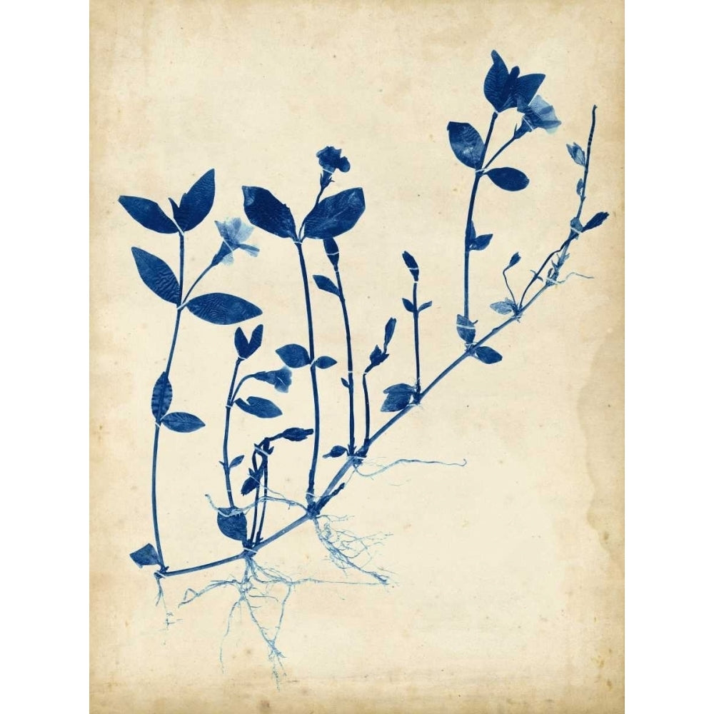 Indigo Leaf Study II Poster Print - Studio Vision-VARPDX149094Z Image 1