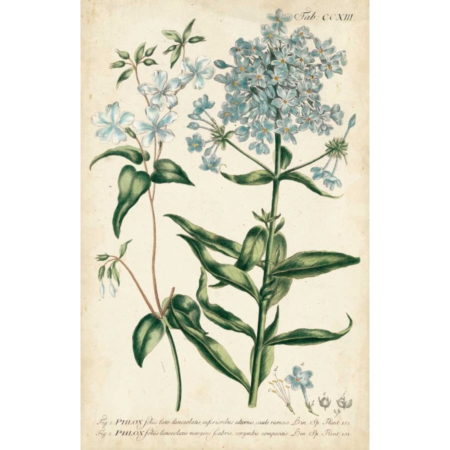 Chambray Botanical II Poster Print - Dianne Miller-VARPDX149103Z Image 1