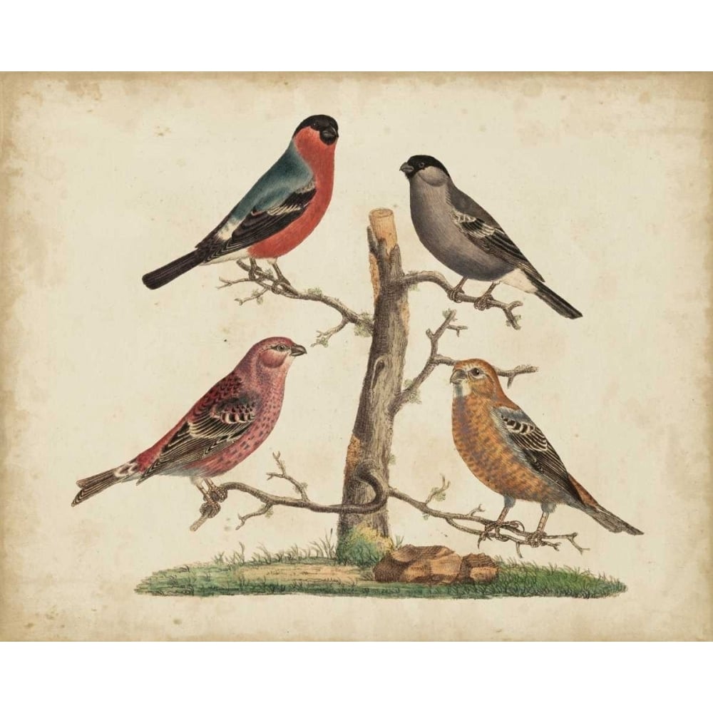 Bull Finches Poster Print - Friedrich Strack-VARPDX149114Z Image 1