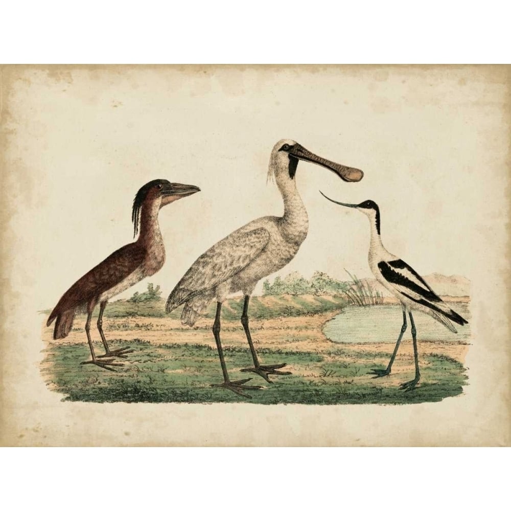 Avocet and Boat-Billed Heron Poster Print - Friedrich Strack-VARPDX149118Z Image 1