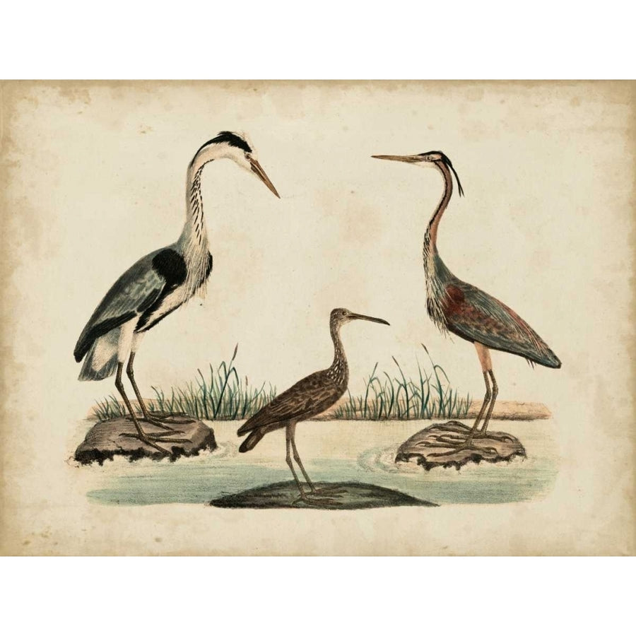 Common Heron and Crested Purple Heron Poster Print - Friedrich Strack-VARPDX149117Z Image 1