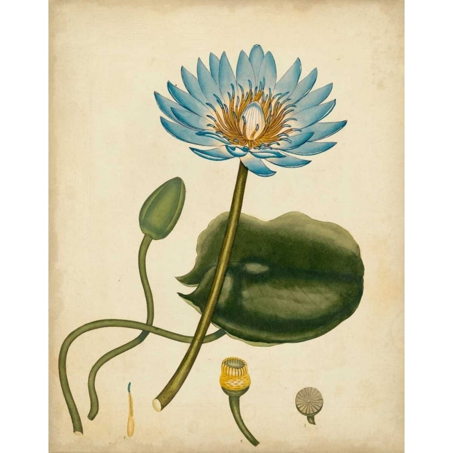 Blue Water Lily Poster Print - Henry Andrews-VARPDX149124Z Image 1