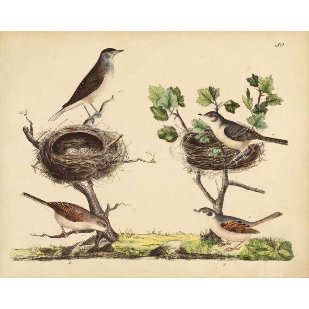 Wrens Warblers and Nests I Poster Print - Friedrich Strack-VARPDX149112Z Image 1