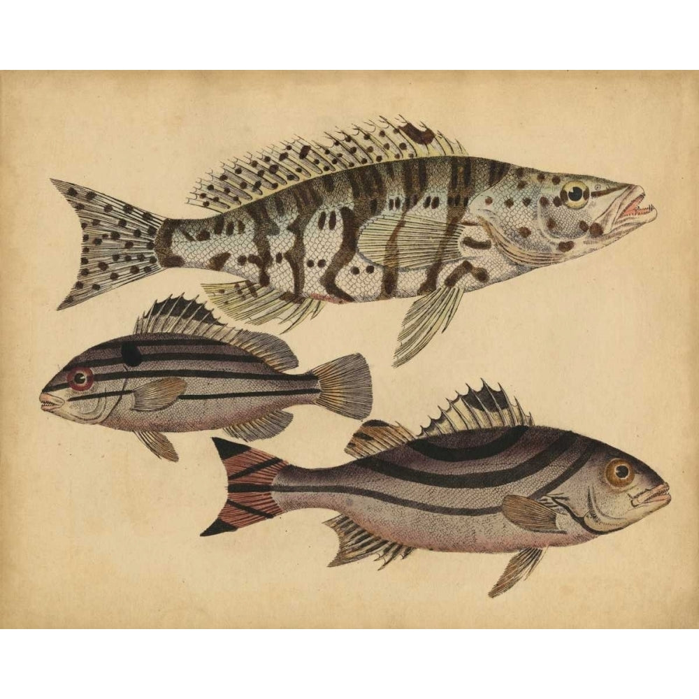 Species of Fish I Poster Print - Friedrich Strack-VARPDX149130Z Image 1