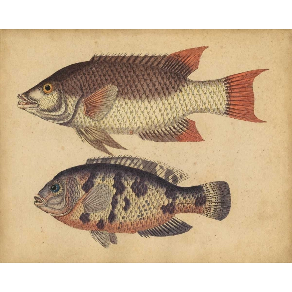 Species of Fish IV Poster Print - Friedrich Strack-VARPDX149133Z Image 1