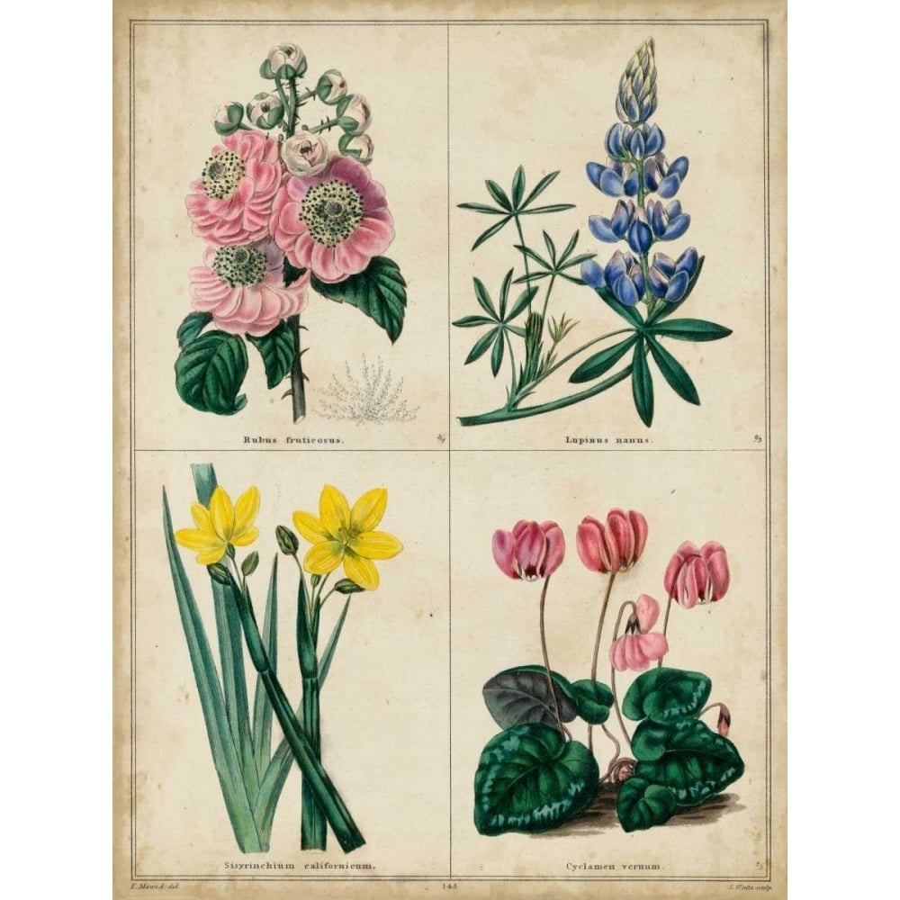 Botanical Grid III Poster Print - Benjamin Maund-VARPDX149146Z Image 1