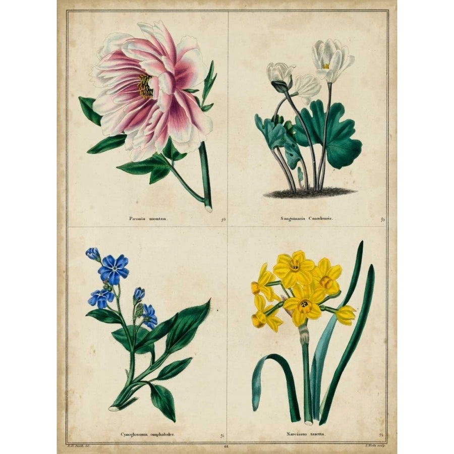 Botanical Grid II Poster Print - Benjamin Maund-VARPDX149145Z Image 1