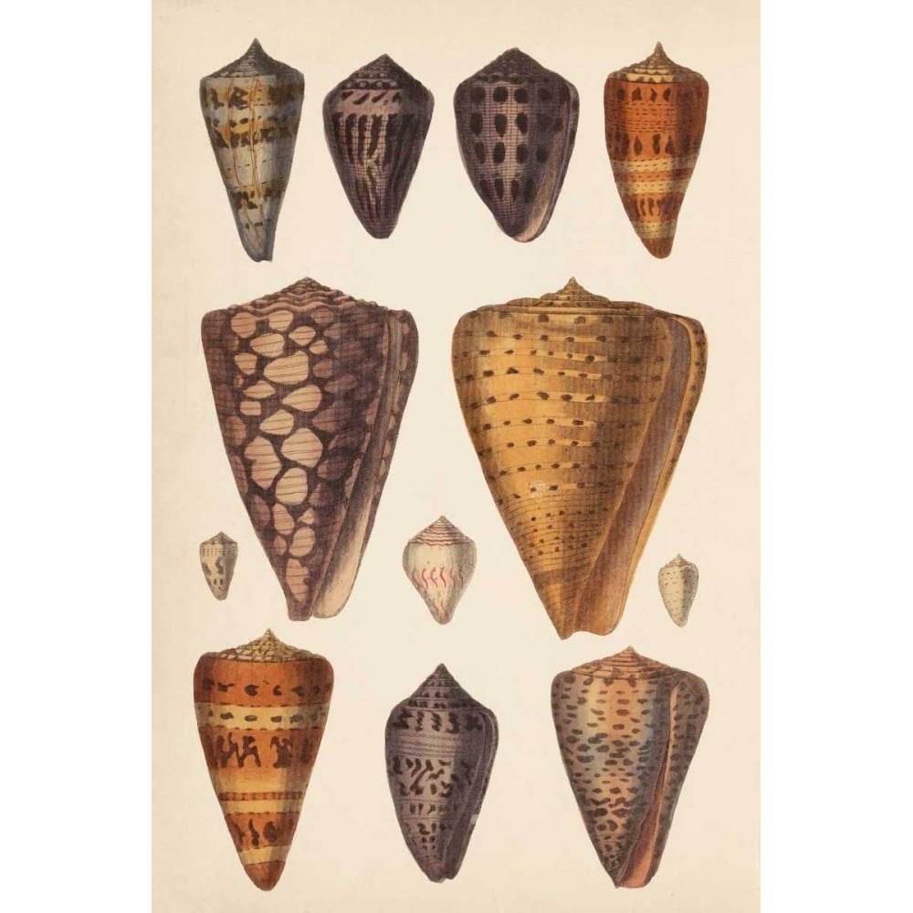 Antique Cone Shells I Poster Print - Unknown-VARPDX149753Z Image 1