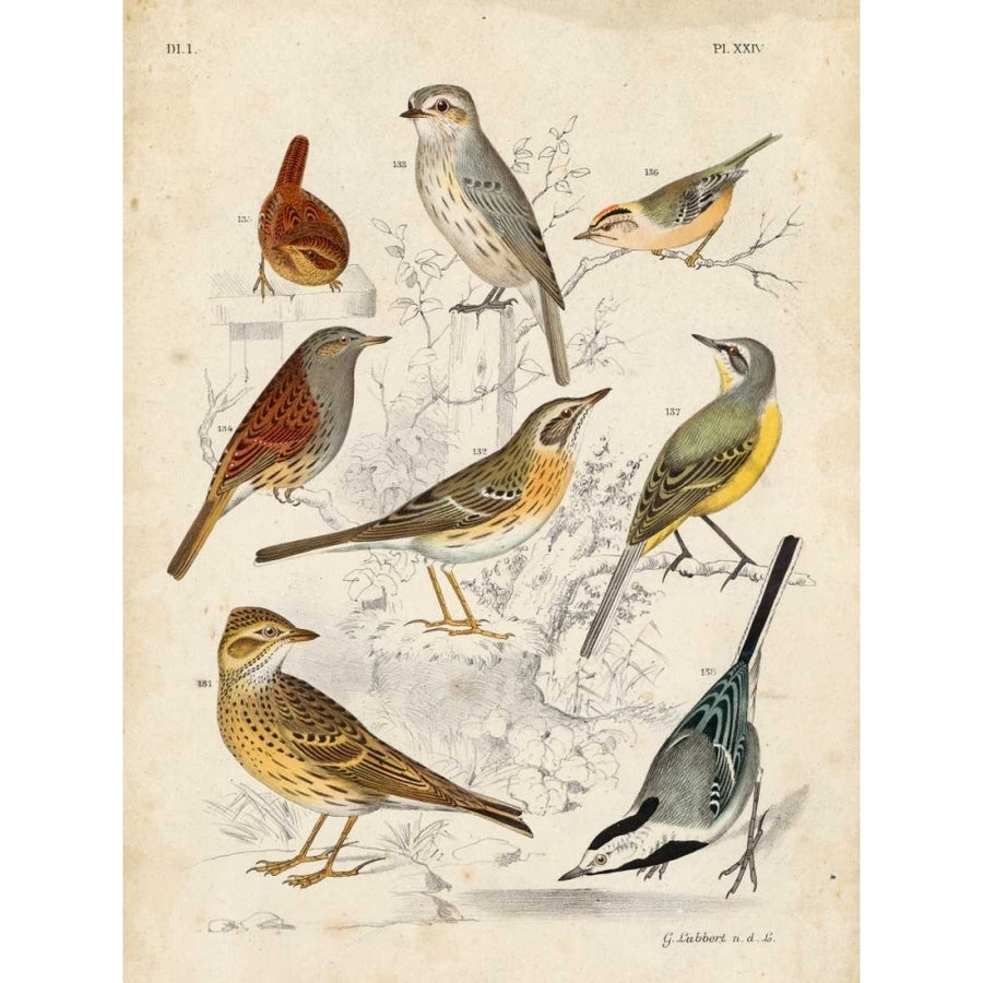 Gathering of Birds I Poster Print - G. Lubbert-VARPDX149757Z Image 1