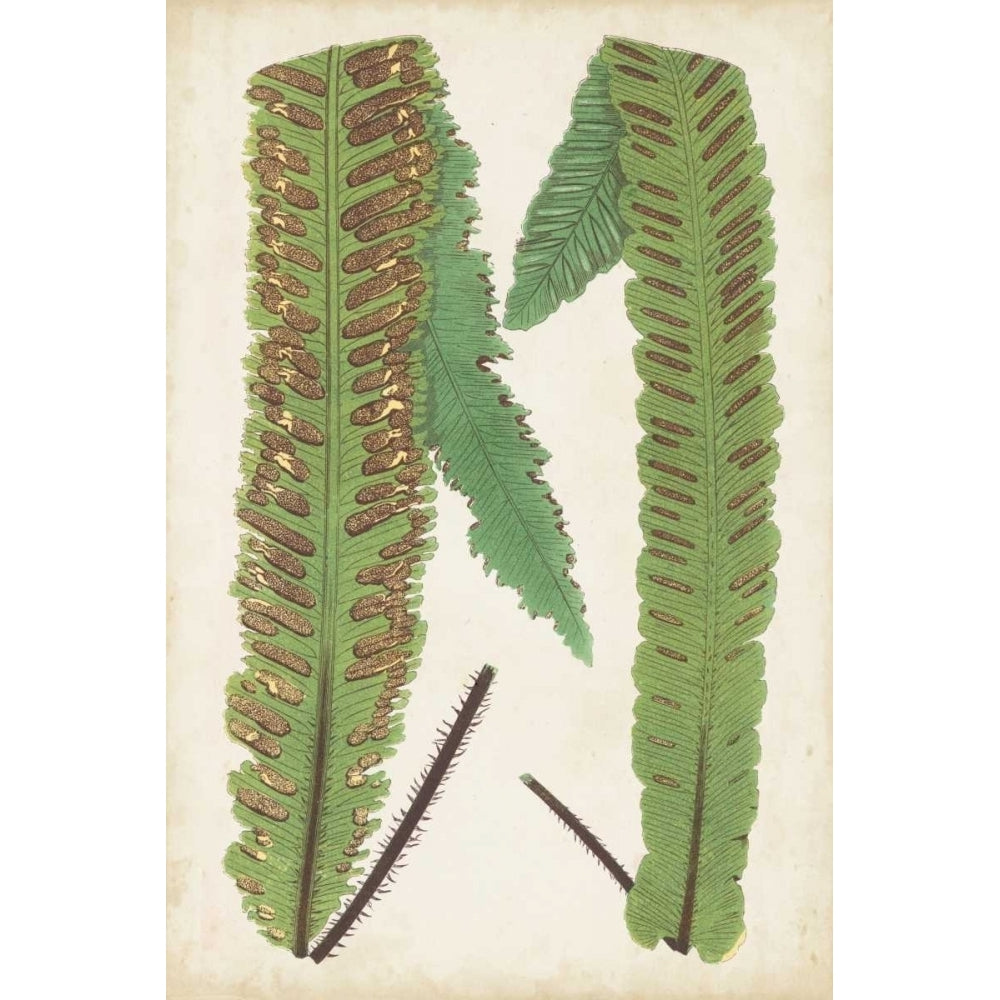 Fern Family III Poster Print - Lowe-VARPDX149767Z Image 1