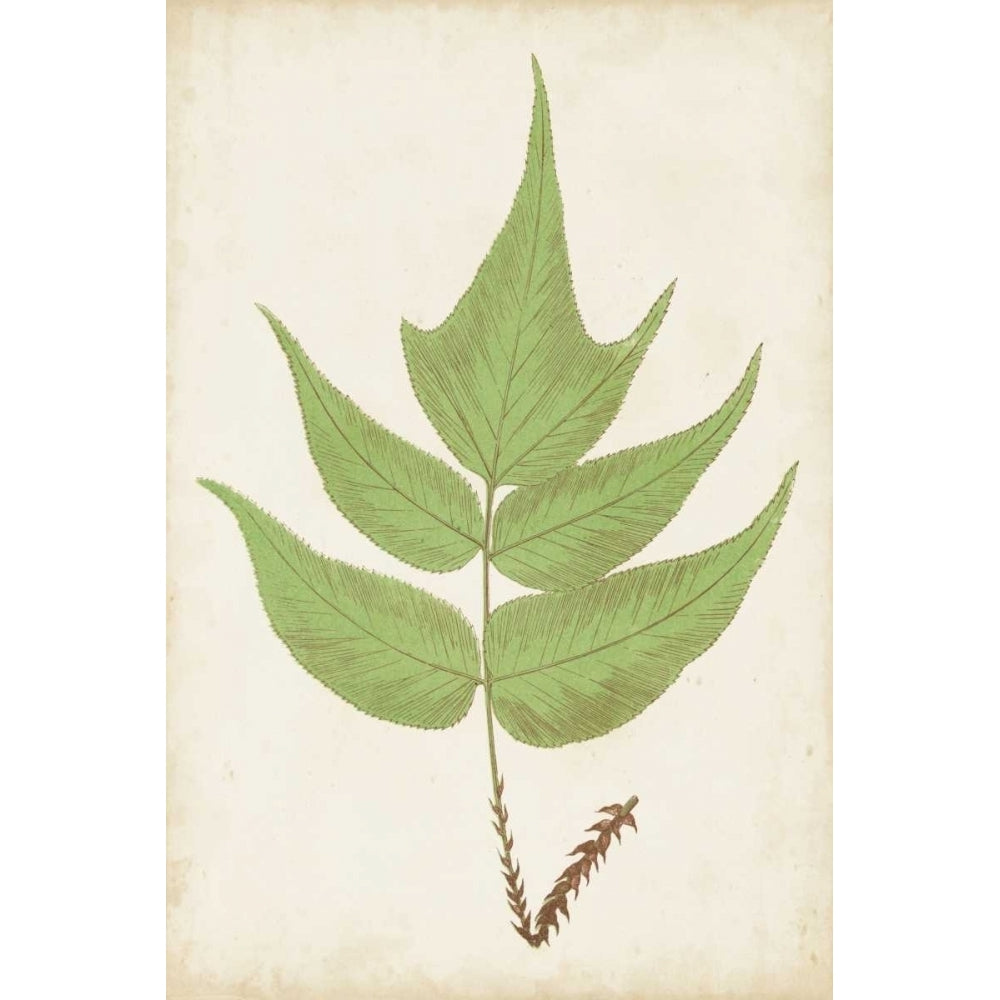 Fern Family VII Poster Print - Lowe-VARPDX149771Z Image 1