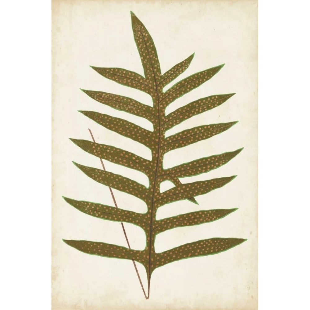 Fern Family VIII Poster Print - Lowe-VARPDX149772Z Image 1